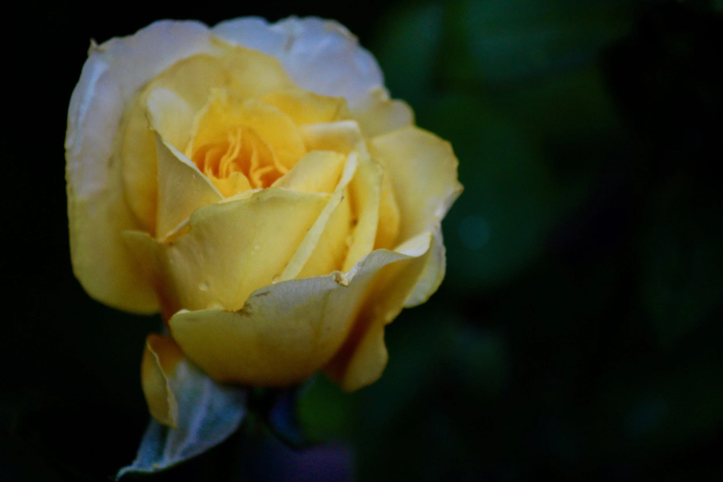 Mother's Day