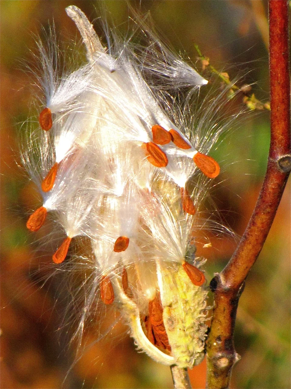 Seeds