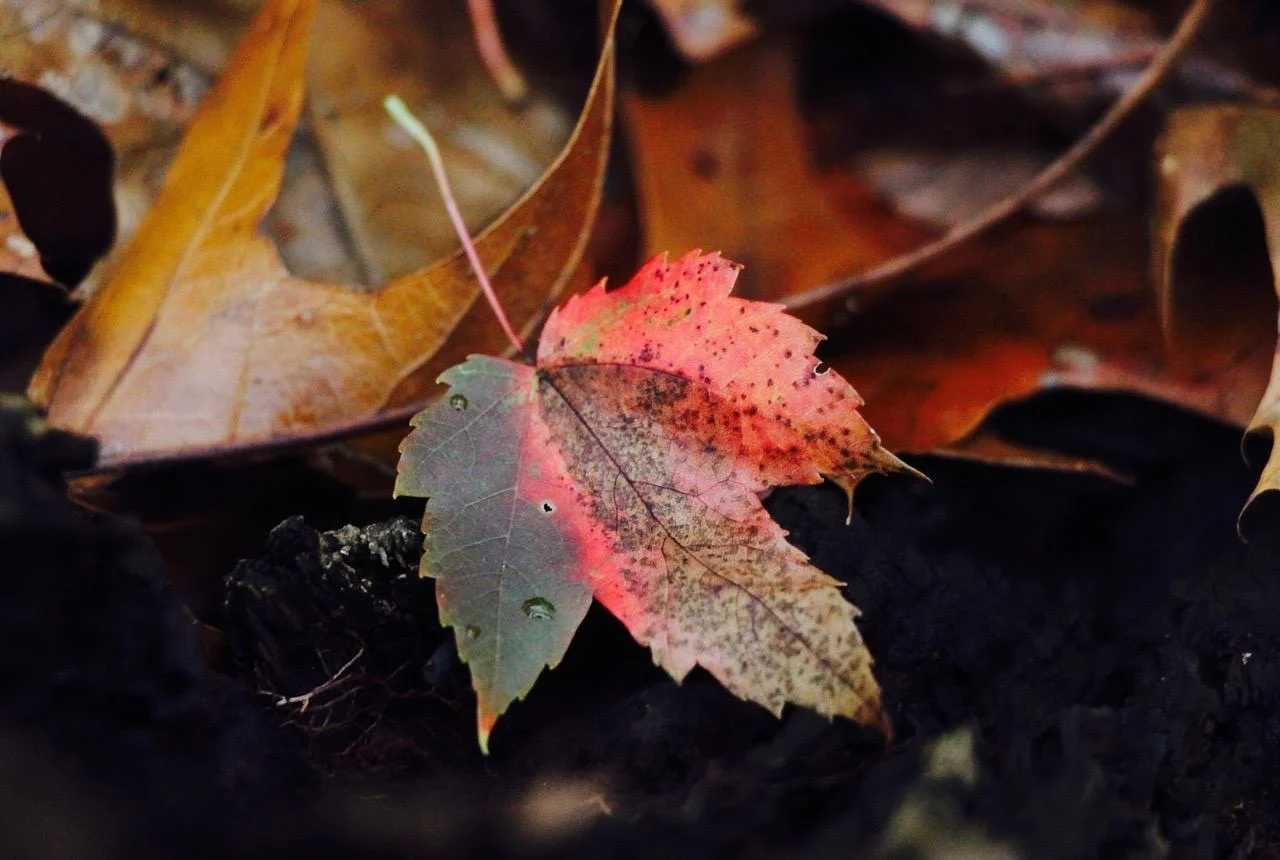 FallRed