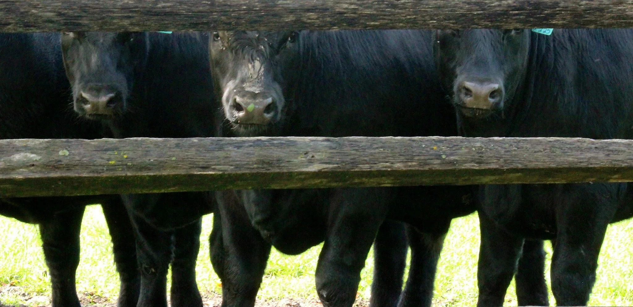 Gather