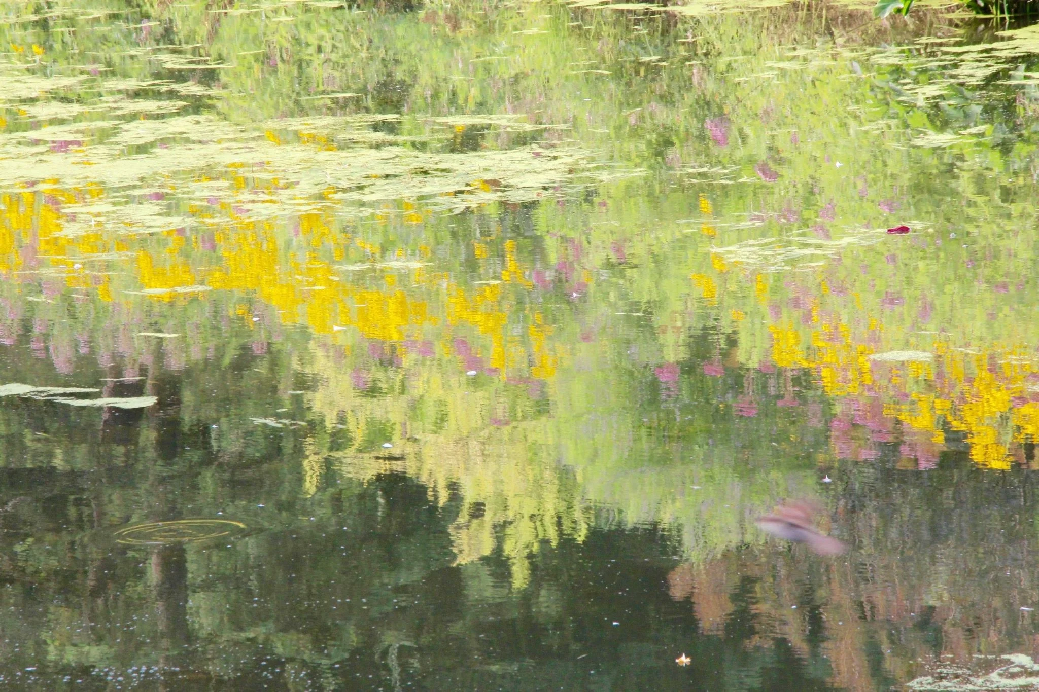 Pond