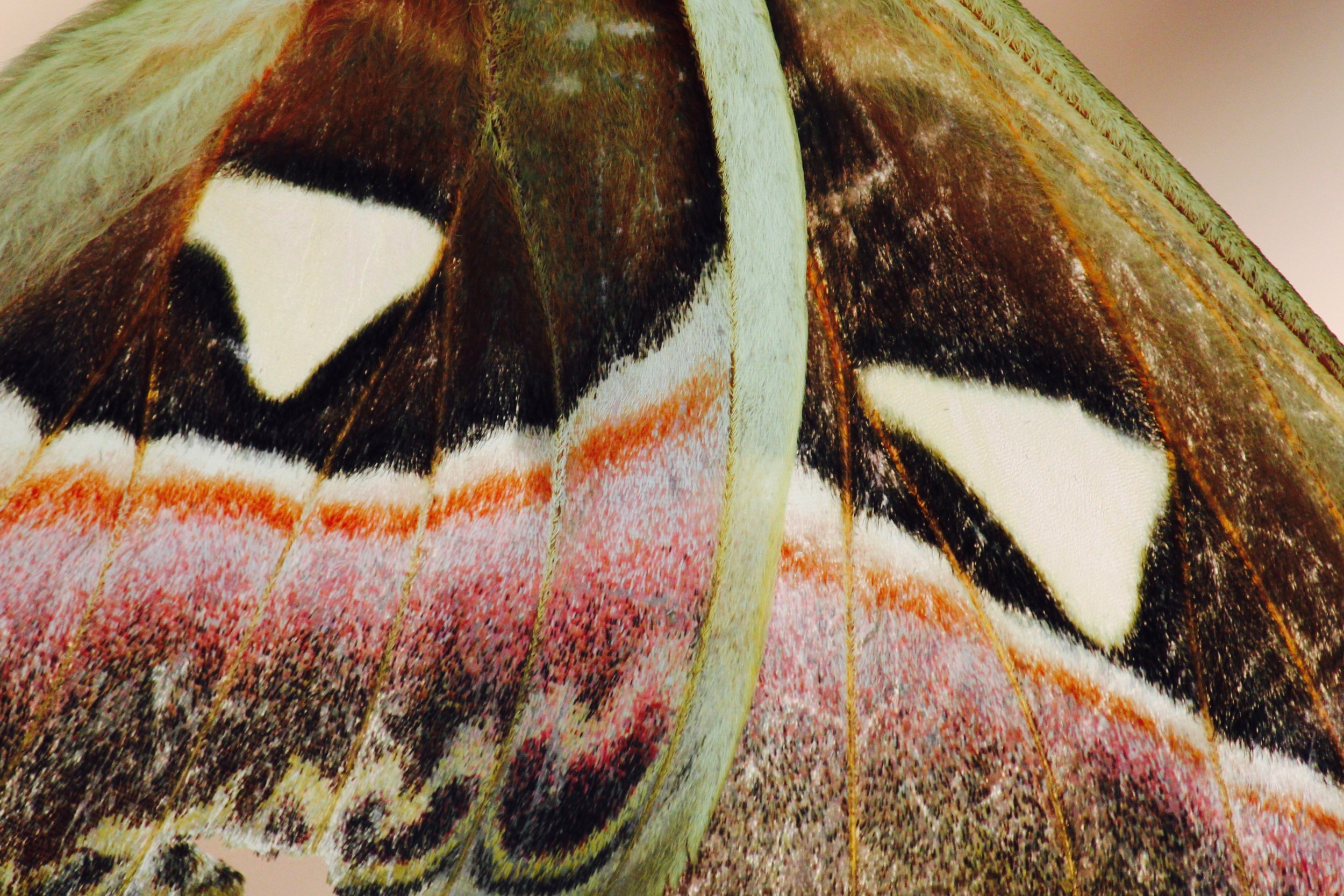 Moth