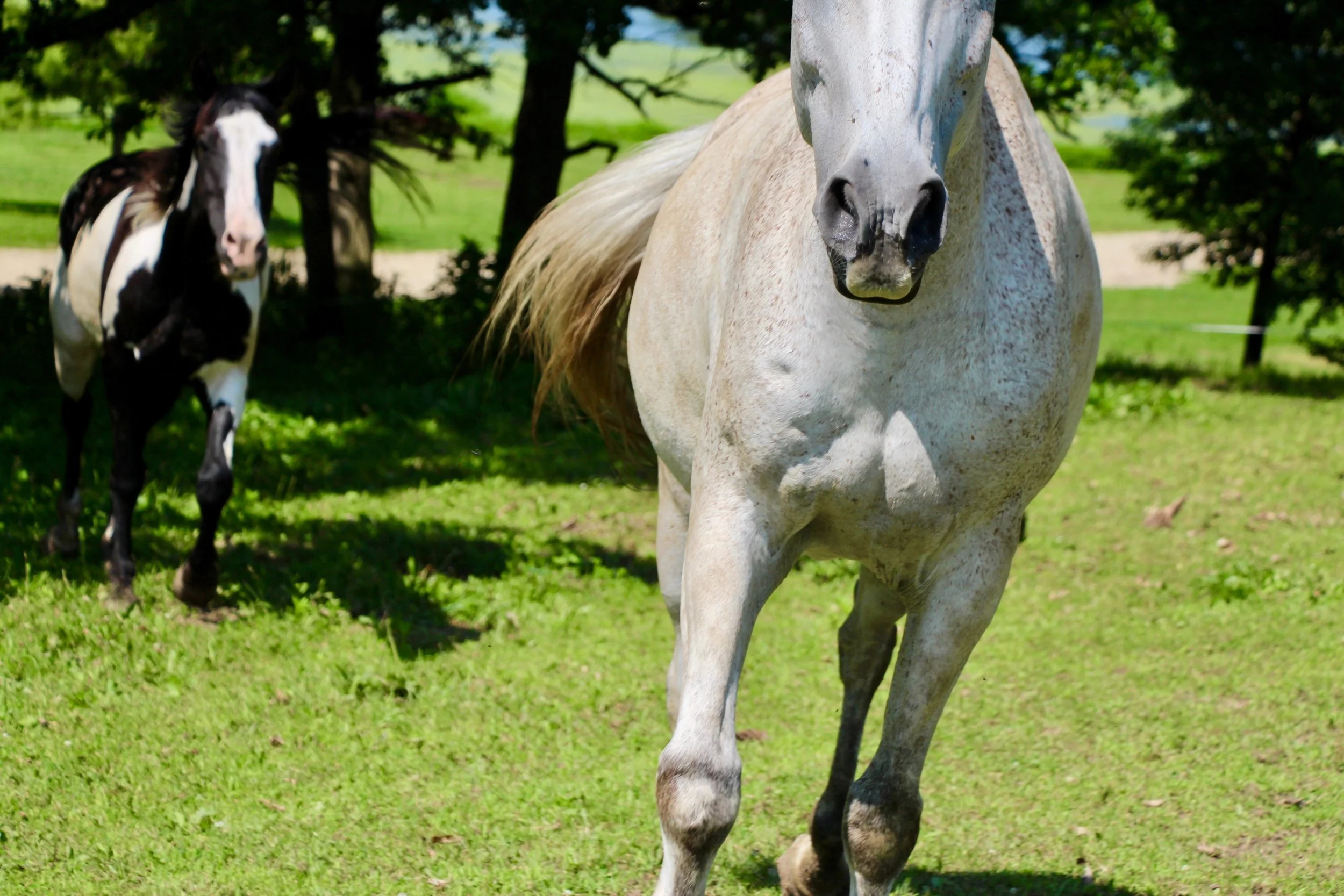 Gallop