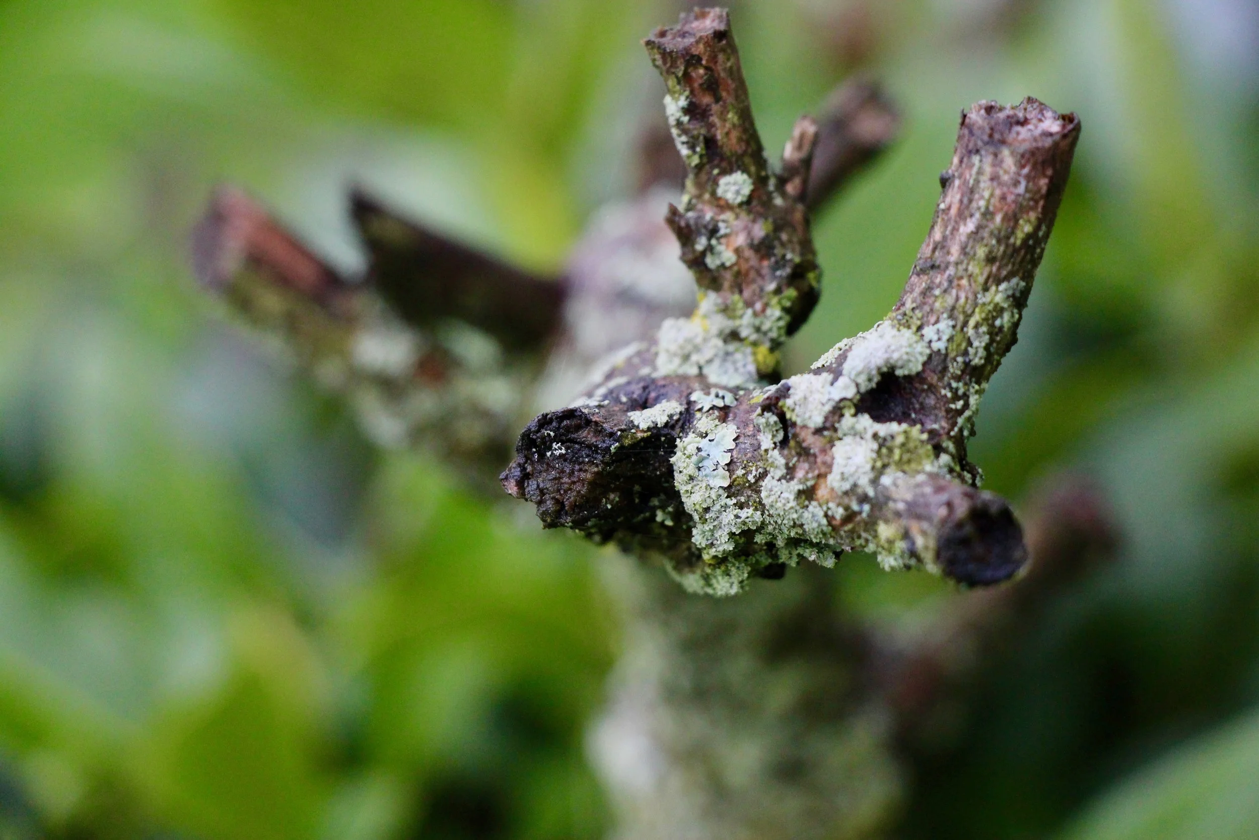 Limb