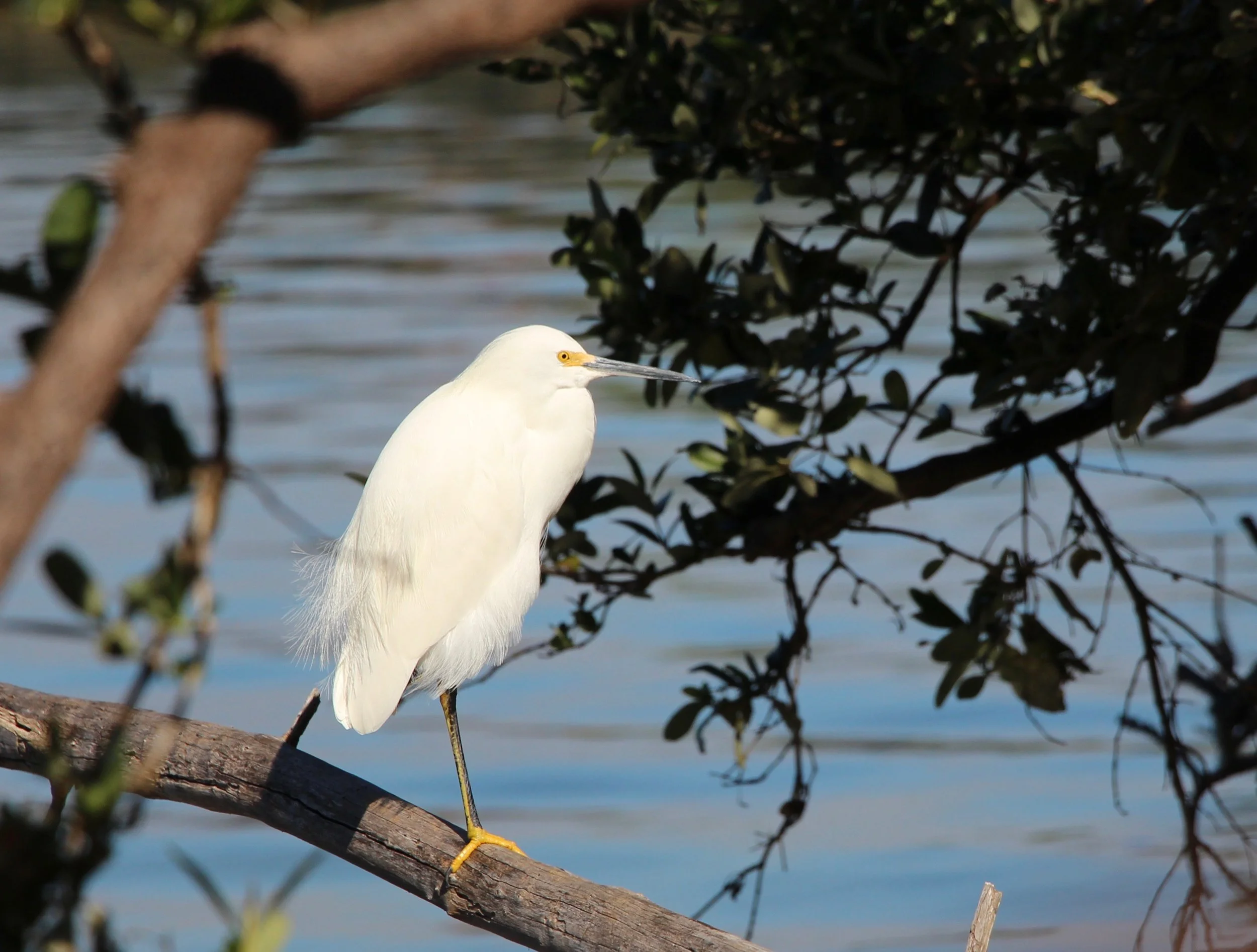 Perch