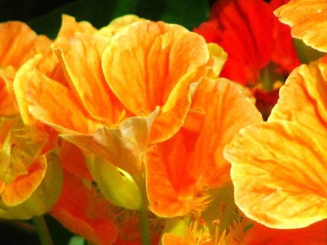 yellowredabstactweb.jpg