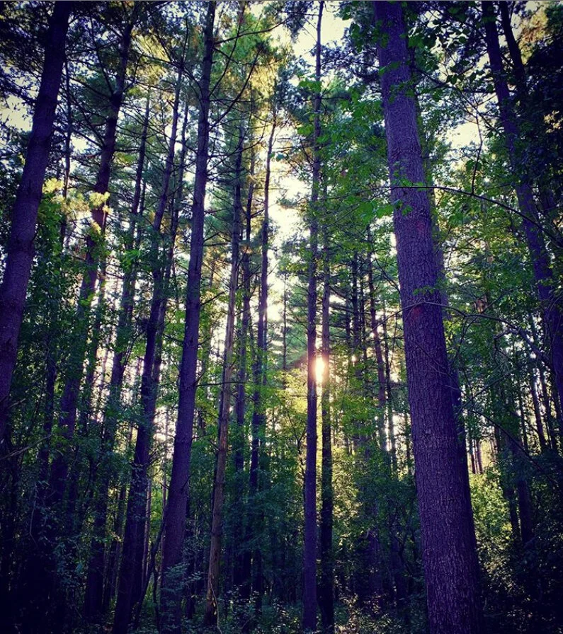 forest.jpg