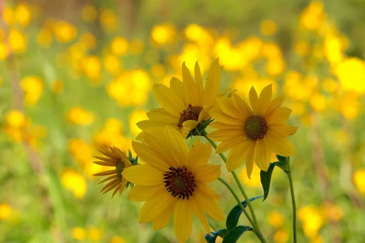 IMG_4471.jpeg