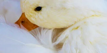 Photography Header_Fauna.jpg