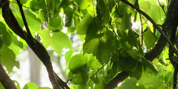 Photography Header_Nature.jpg