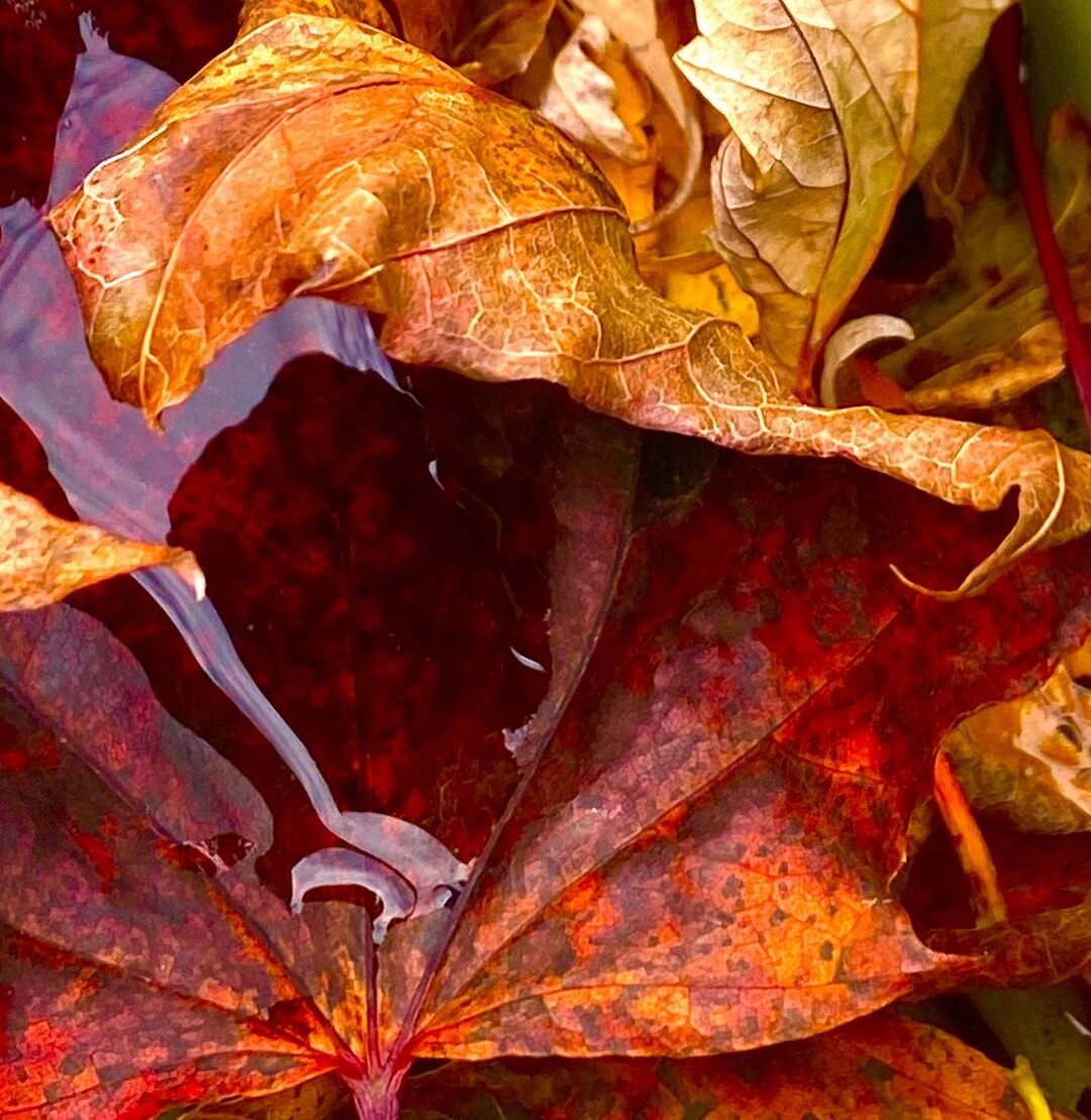 AF_October 2020_Nature_2.jpg