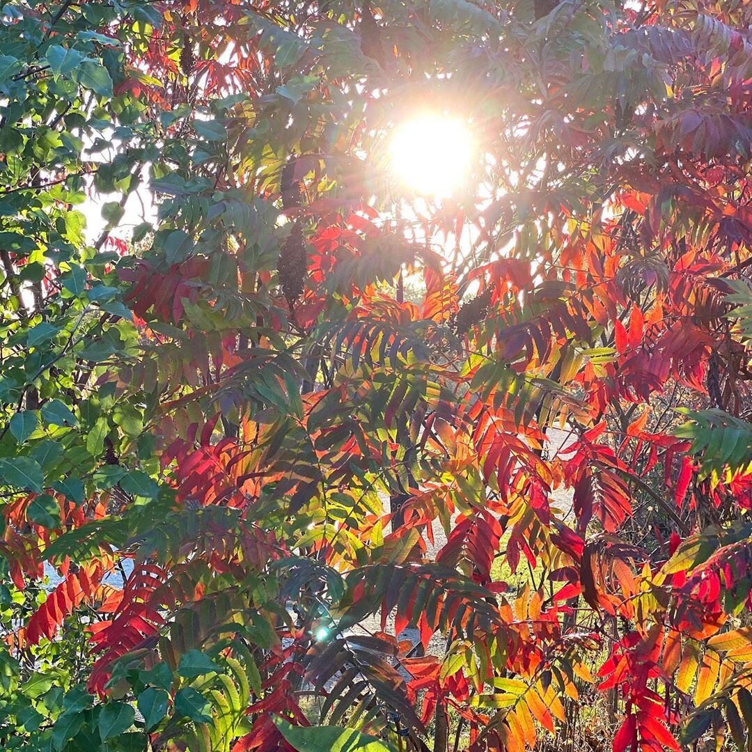 AF_October 2020_Nature_1.jpg