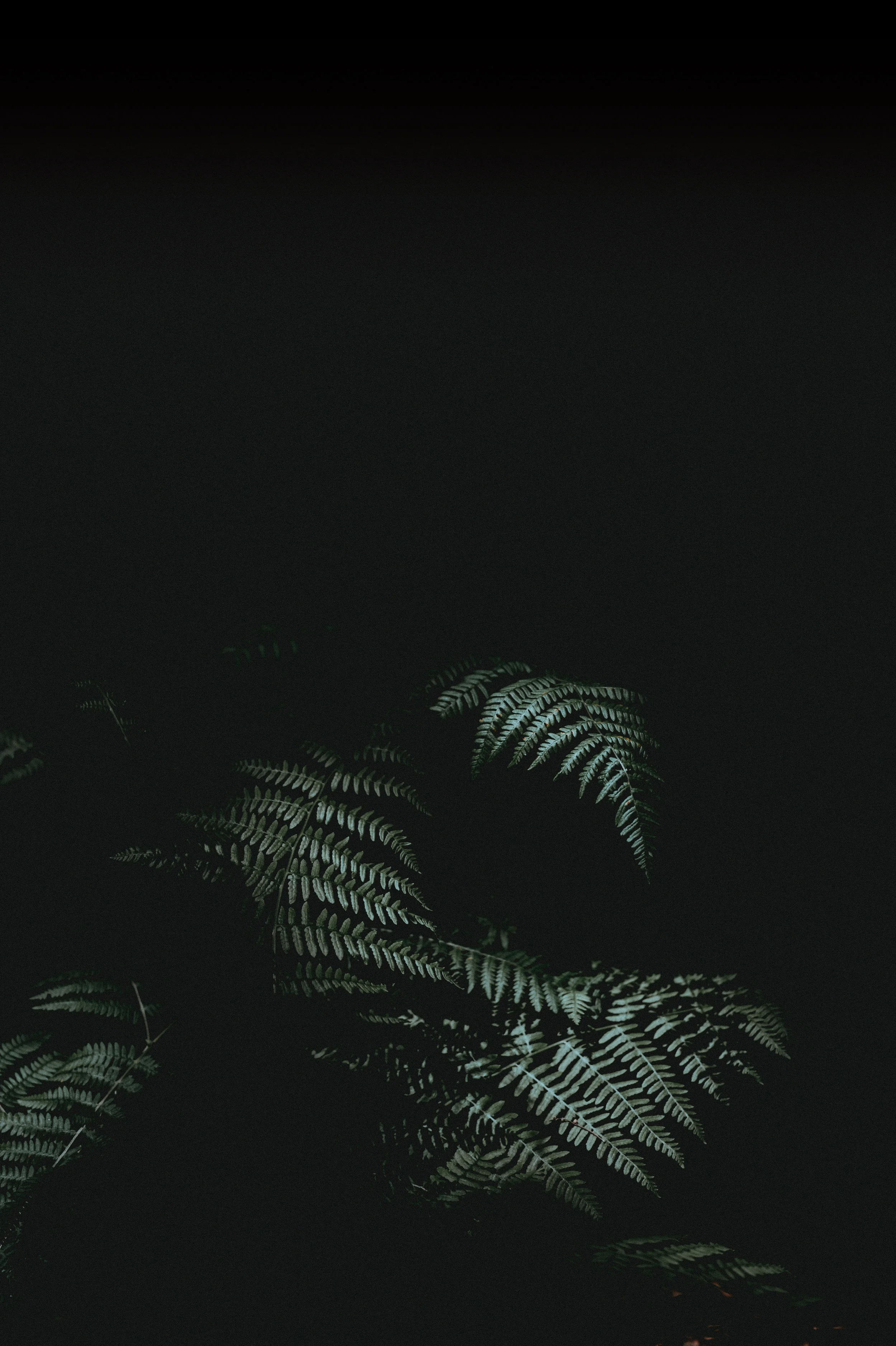 CULT X IMG 3.jpg