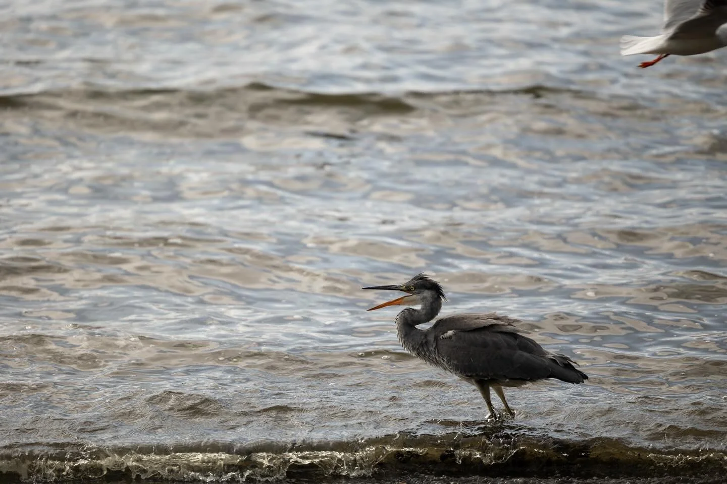 Northern Ireland pt 6
Birds

We followed a grey heron along the banks of Lough neagh for a while, until it flew away from a group of seagulls that had started swooping down at it.
Walking along from the Giant&rsquo;s Causeway to the Organ Pipes, anot