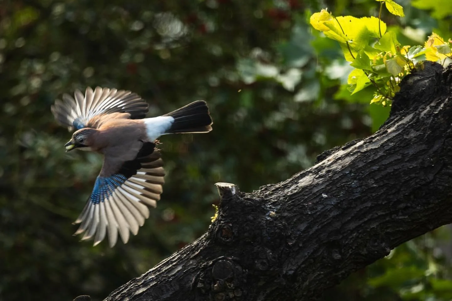 Eurasian Jay and Great Spotted Woodpecker taken through the window of my flat in Highgate late last year

#photography #canon #r6 #mirrorless #birds #wildlifephotography #flying