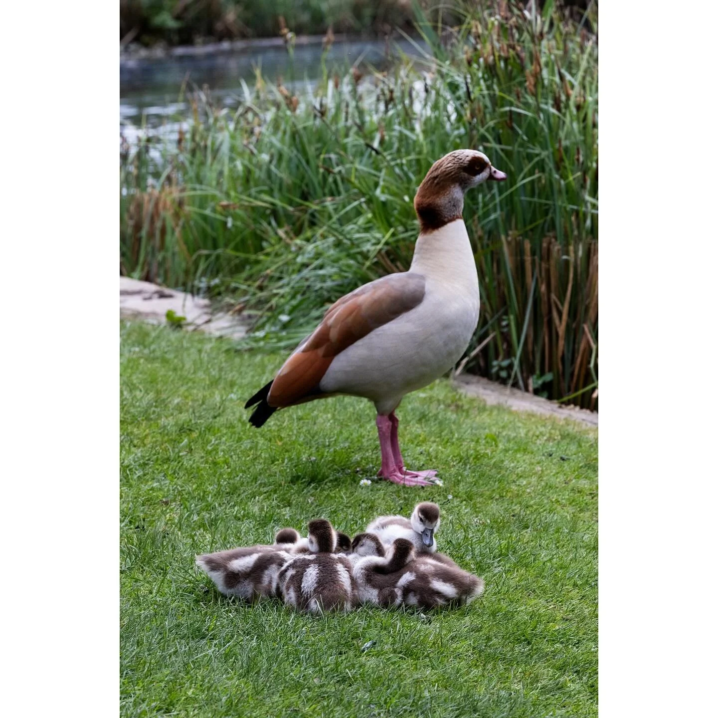 Egyptian goose and goslings, April 2024

#photography #mirrorless #canon #r6 #birds #wildlife #nature