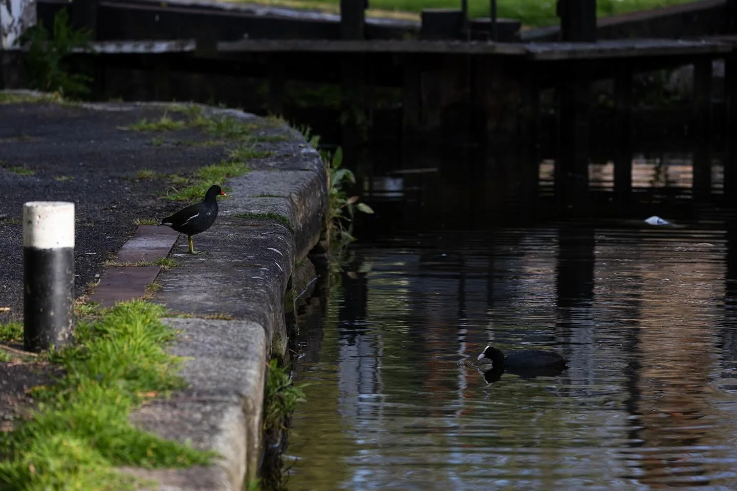 Coots and moorhens on the Grand Union Canal

#photography #mirrorless #r6 #wildlife #birds #coot #moorhen #london #grandunioncanal