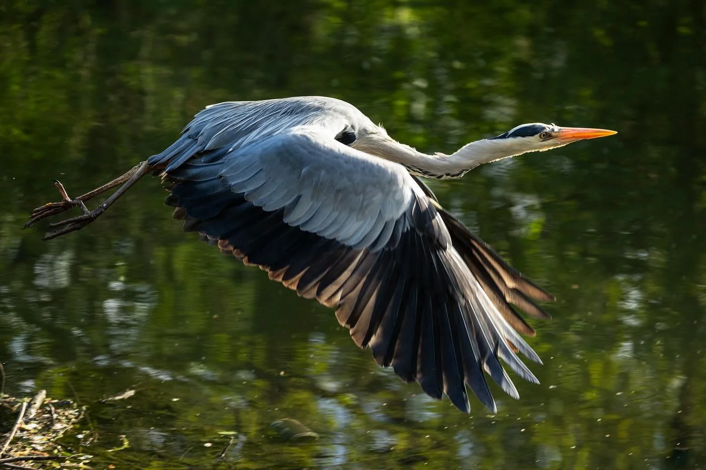 Grey Heron on the Grand Union Canal. Spotted through the trees along the banks of the River Brent close to where it joins the canal on an evening walk, I returned with my camera the following day and was very glad to find the heron had moved on to th