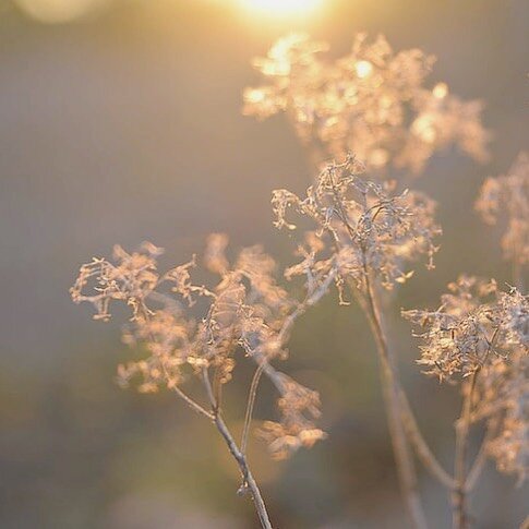 &ldquo;Life meanders like a path through the woods. We have seasons when we flourish and seasons when the leaves fall from us, revealing our bare bones. Given time, they grow again.&rdquo;

Katherine May

Welcoming the Sun&rsquo;s warming grace 🌞aft