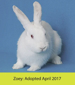 Zoey_Rabbit.jpg