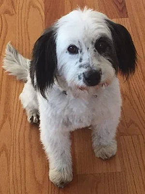 Nikko says, “Thanks to SCCAS for my new life!”