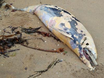 micro plastics marine study.jpeg