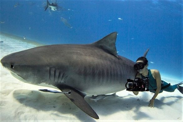 shark girl.jpg