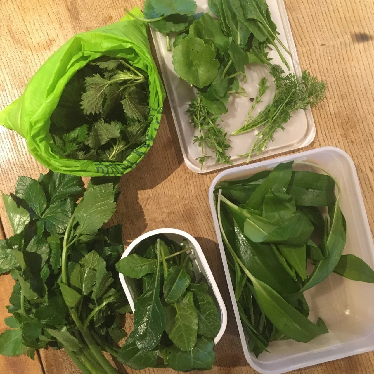 foraging