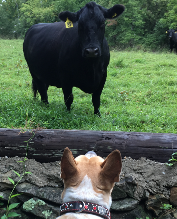 My Bully Boy facing a Bull