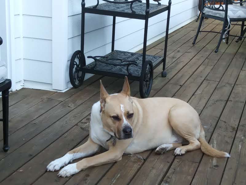 Pharaoh
