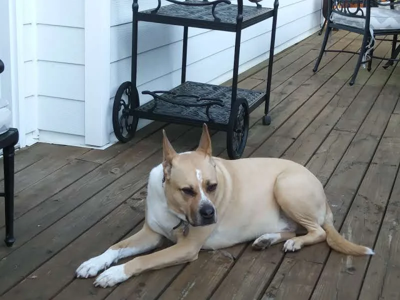 Pharaoh