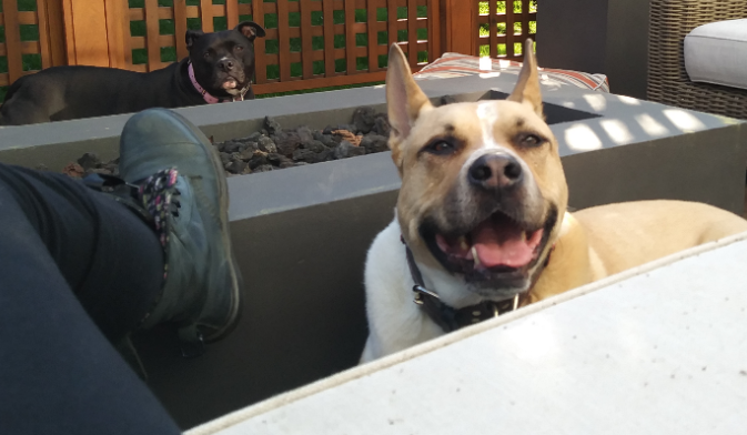 My pooches Pharaoh and Pheonix.