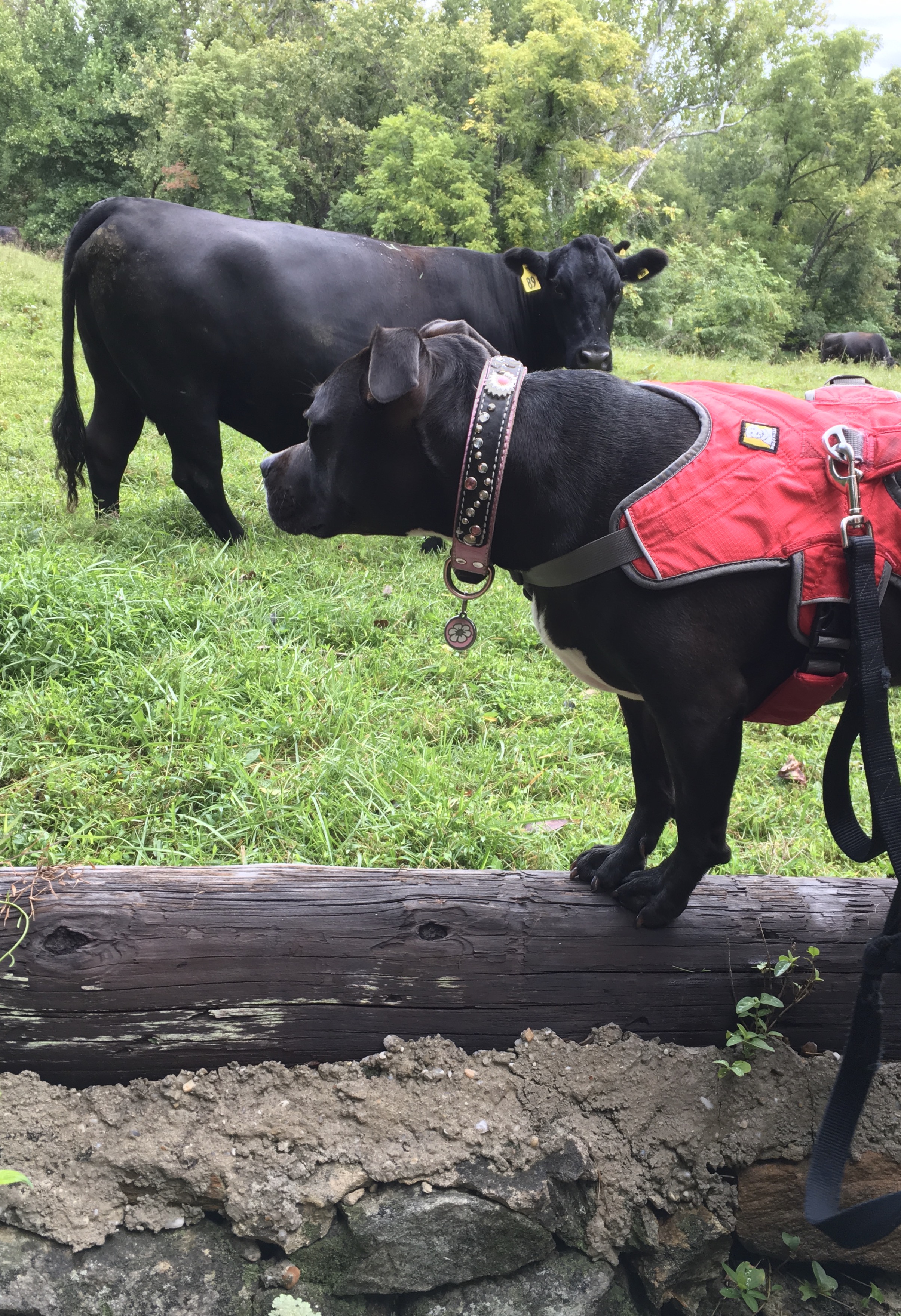 Phe with Bull.jpg