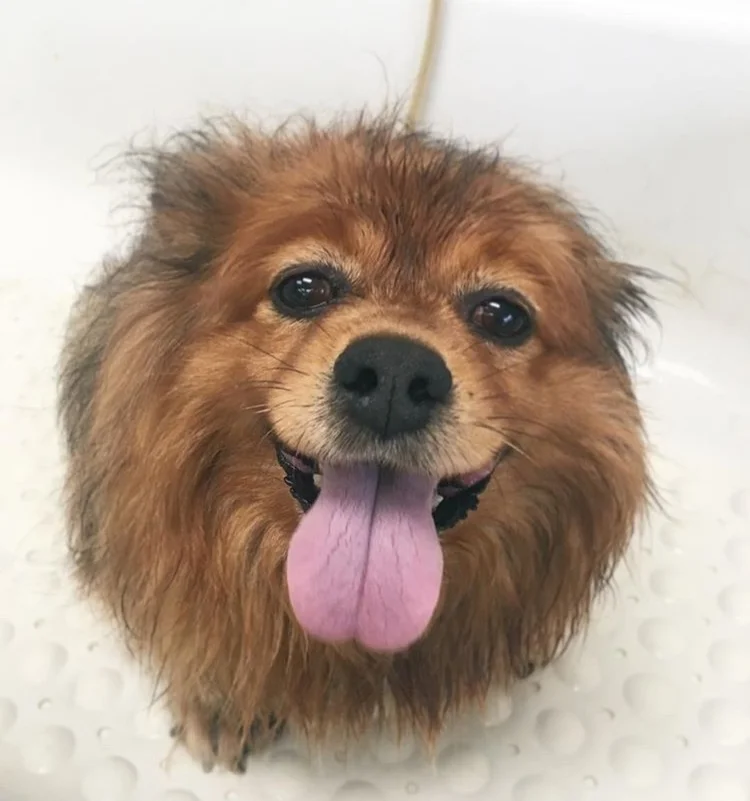 Bandit, our beloved Pampered Pup during his FULL SERVICE bath.