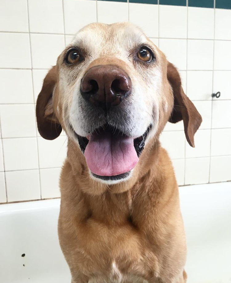                       Bohdi, the Pampered Red Fox Lab 