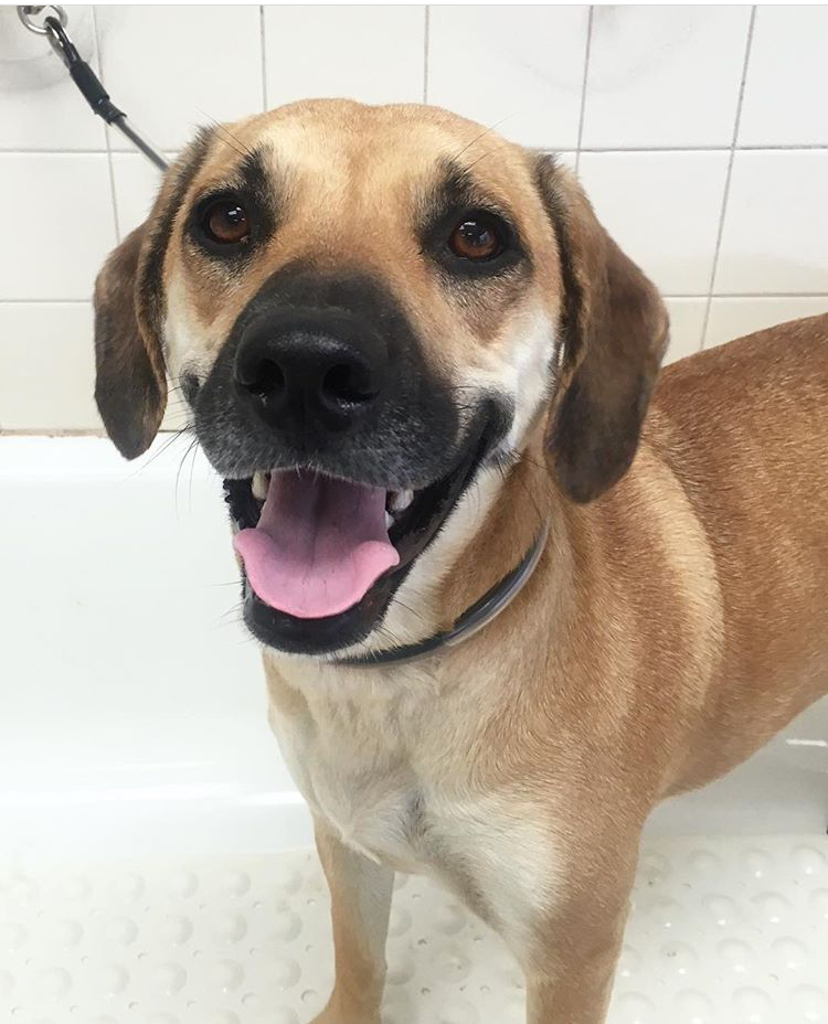                    Rosey, the Pampered Beagle mix 