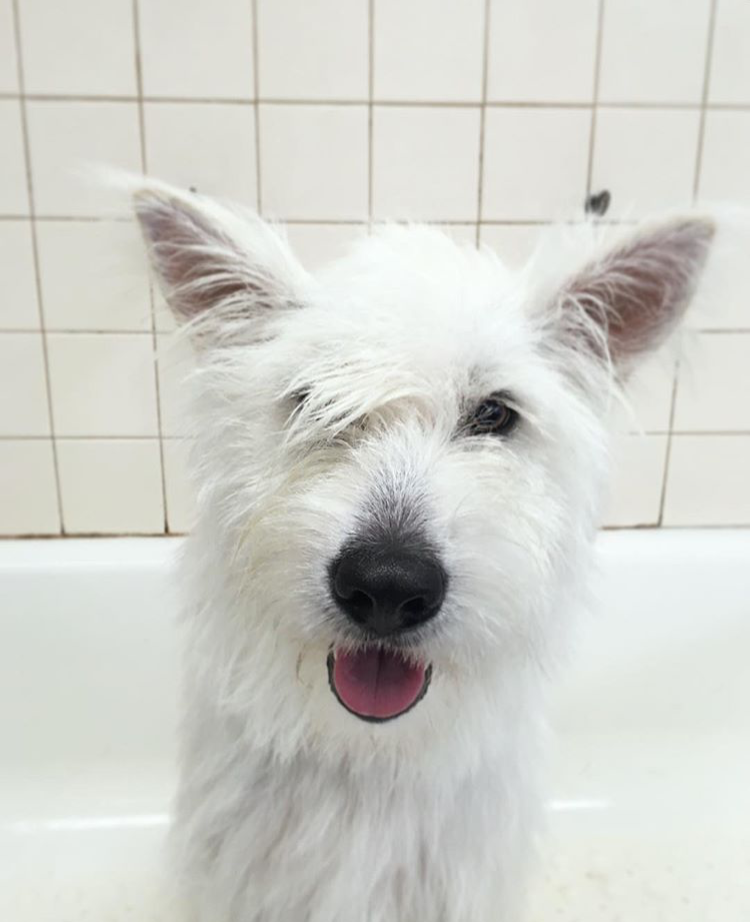                          Charlie, the Pampered Terrier 