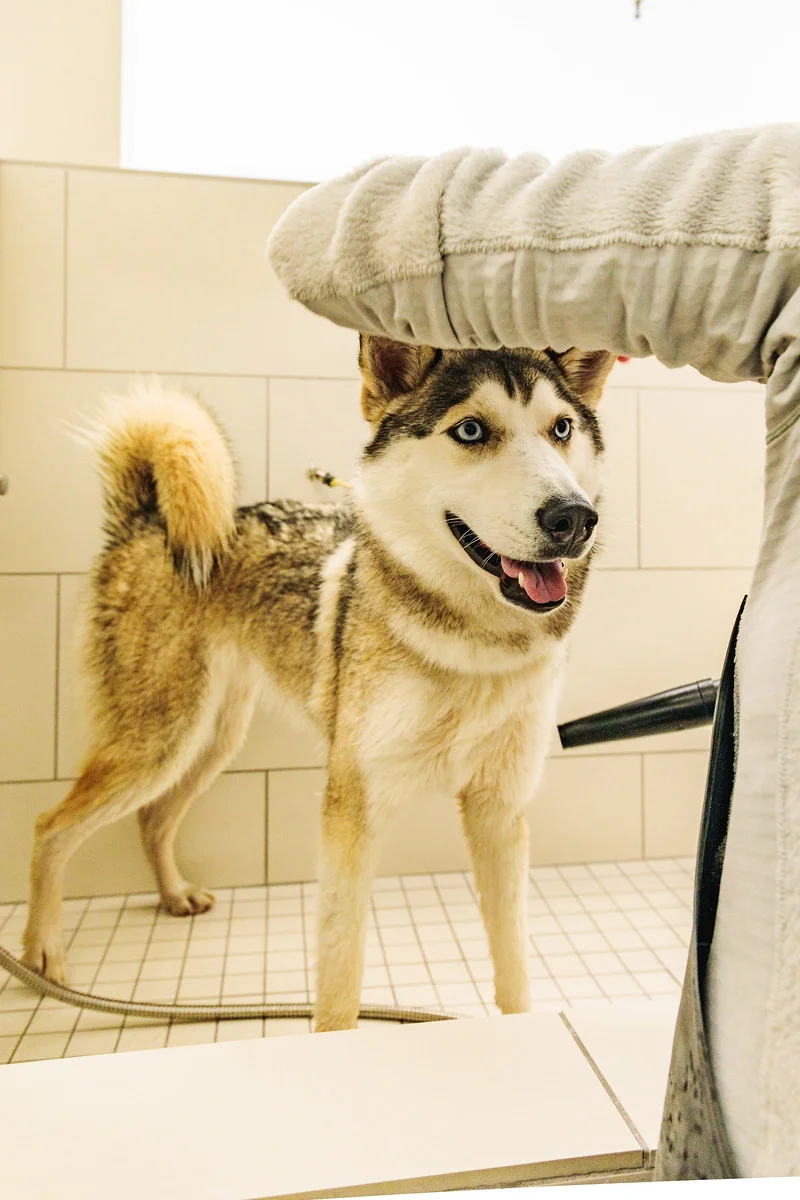 Regular bathing and grooming are part of a healthy lifestyle.