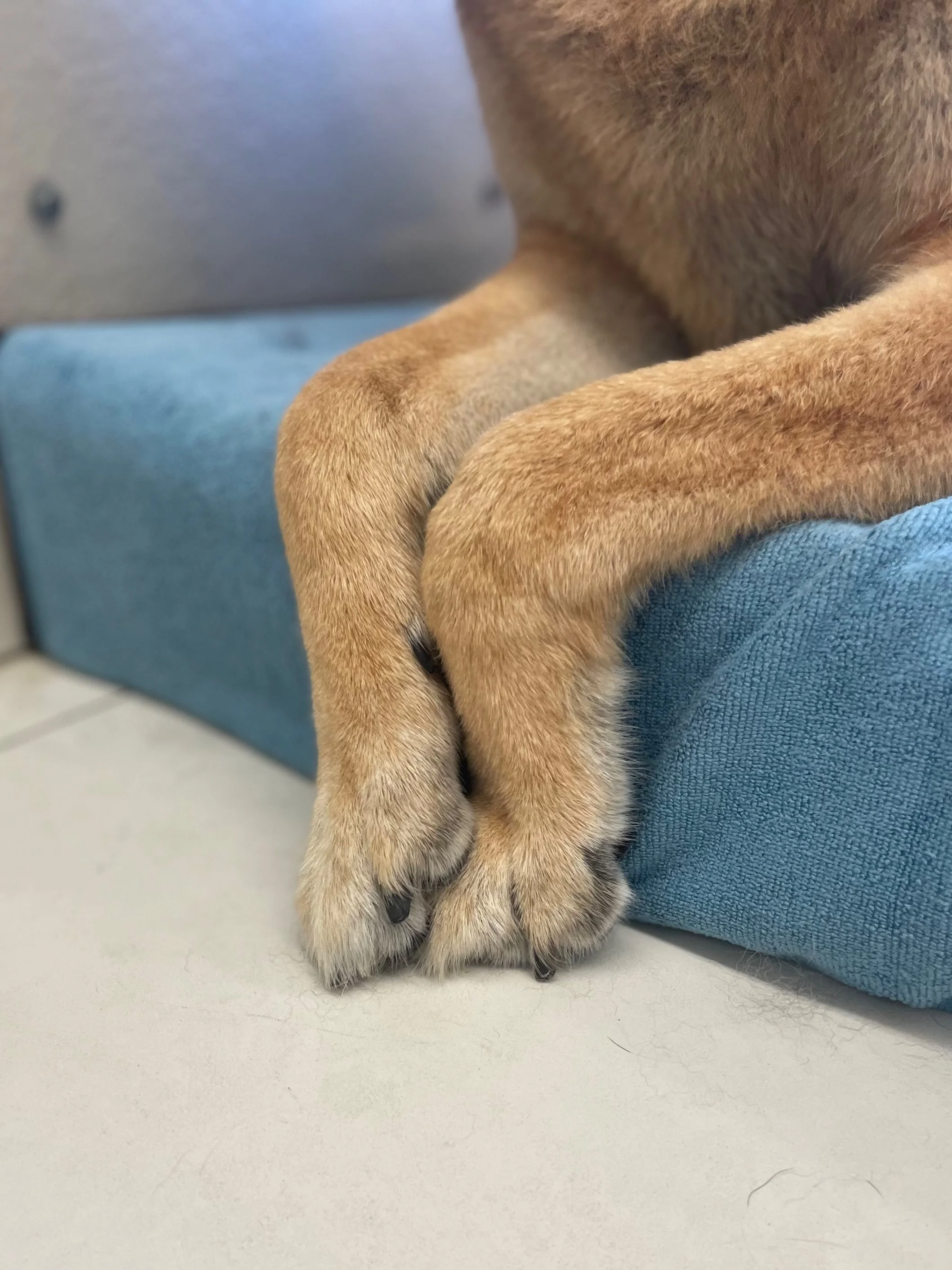 Nail Trim or Nail Grinding