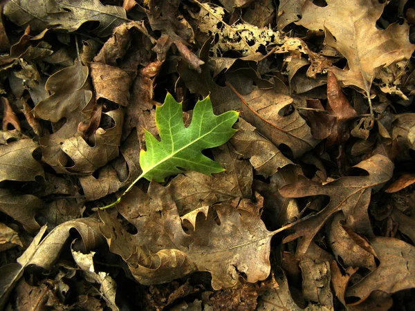 A New Leaf