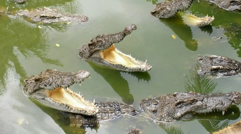 Swamp Collusion