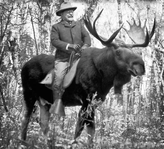 The No Bull Moose