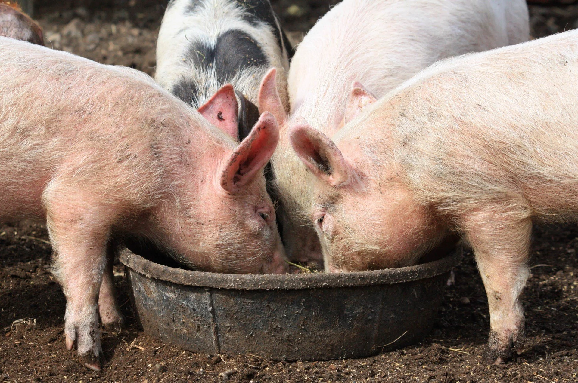 Pigs at the Trough