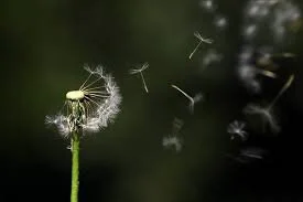 Life is Fragile