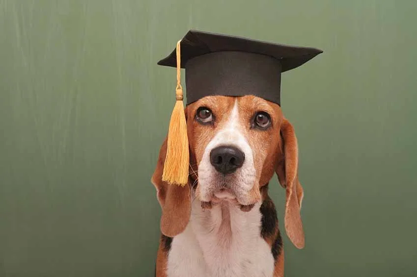 Harvard Hounds