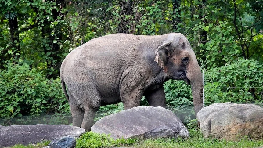 Pachyderms Aren't People