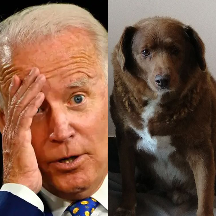Aging Creatures