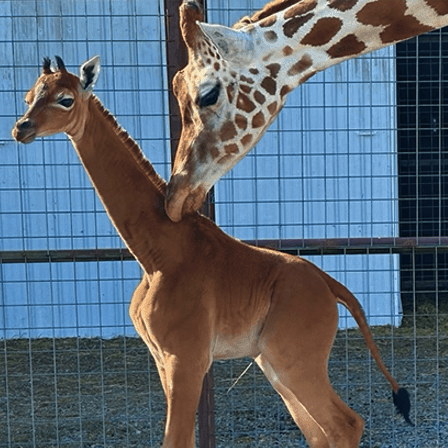 Super Rare Spotless Giraffe