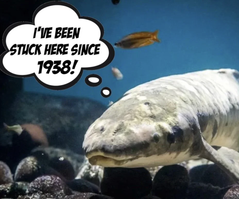 World's Oldest Aquarium Fish