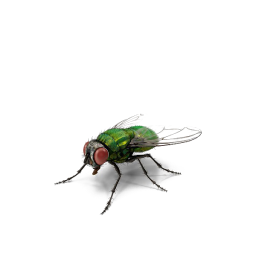 fly.png